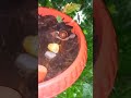 Do you like snails?#cute #edit #fun #fairy #rain #snail #hunting #tiktok #aesthetic #trend #garden