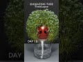 Growing Chia Seeds on Tomato - timelapse