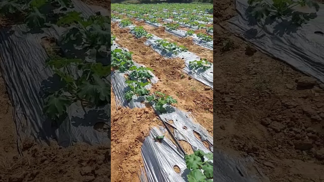 chapal tinda 🔥🔥 Farming