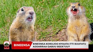 Bineensa korojoo ykn kiisii addarraa qabuu argitani beektuu?