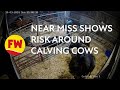 Near miss shows risk around calving cows