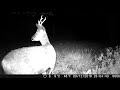 Deer by night  quercyfrance chevreuil de nuit