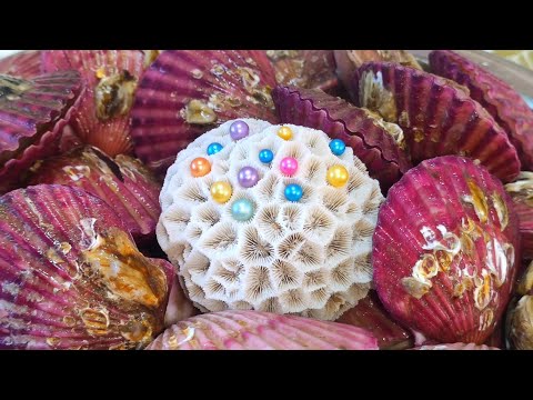 South Atlantic Pearl Scallops. The pearls inside them are large, high-quality, and bright.