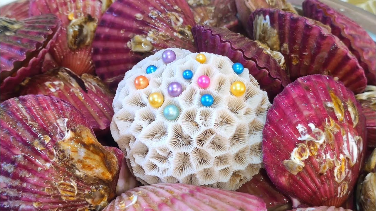 South Atlantic Pearl Scallops. The pearls inside them are large, high