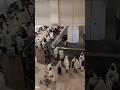 Umrah Pilgrims at Jeddah Airport Saudi Arabia 😍#shorts