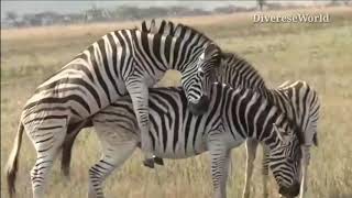 Zebra mating with female in the wild
