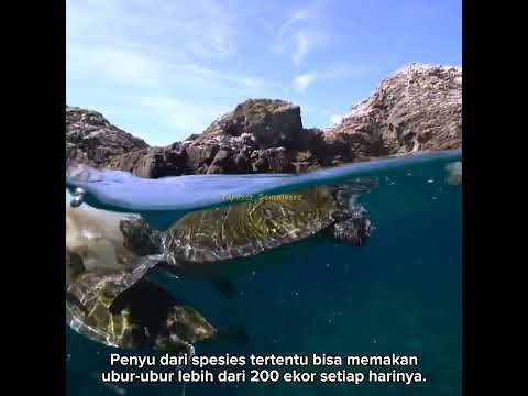 Video: Penyu ialah reptilia yang paling lama hidup