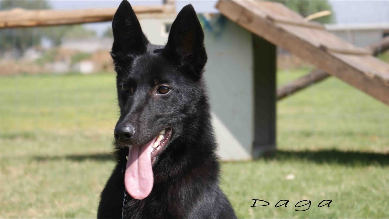 Entrenamiento para guardia y protección - Daga 1