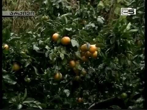 ქობულეთში ციტრუსის გადამამუშავებელმა საწარმომ პროდუქციის მიღება დაიწყო