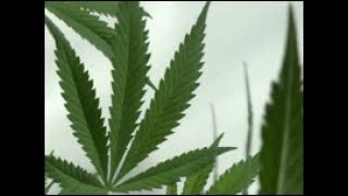 Cannabis - What Teenagers Need to Know - BBC Panorama