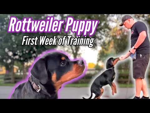 Best Rottweiler Puppy Training - 1st Week of Training!