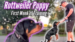 Best Rottweiler Puppy Training  1st Week of Training!