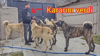 BİR GENCİMİZİ DAHA KAYBETTİK ~KÖPEKLERİ VERİYOR @daglarnefendisi6152