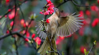 Beautiful Wild Birds Eating Fruits With beautiful Wild Nature..#birds #animals #wildlife #nature