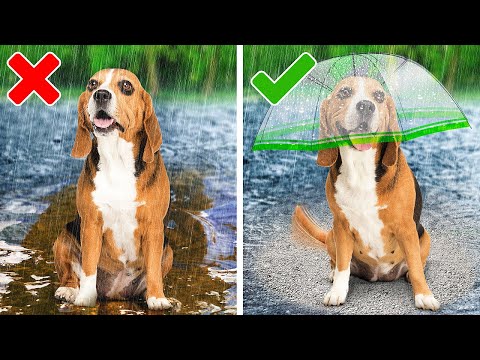 Vidéo: 7 gadgets utiles pour les animaux de compagnie