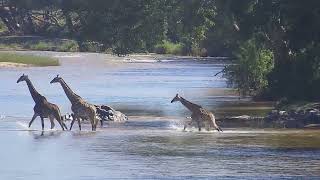 Giraffe Crossing River | Ranger Insights