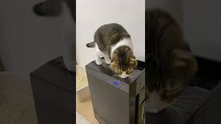 猫「そう言えば、コレは何だ？」