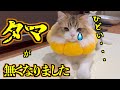 【猫去勢手術】去勢手術をしたら愛猫が飼い主のことを怒ったのかそっぽを向くようになりました・・・