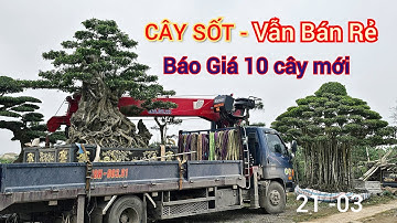 CÂY ĐANG SỐT, BÁN GIÁ RẺ - Báo Giá công khai 10 cây sanh đẹp 2025