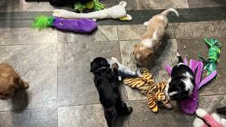 5/14/24 Trixie’s pups. Evening playtime.