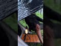 Solo camping heavy rain #asmr #asmrrain #shorts #solocampinginheavyrain #camping