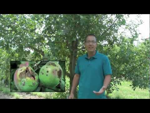Video: Scab Of Apple Trees - We Will Deal With It Too