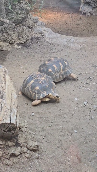 Видели как Черепахи толкаются? 🐢 #животные #юмор #интересное #тикток ...
