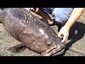 Giant Grouper Cutting Skills / 龍膽石斑切割技能 - Taiwanese Street Food