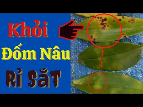 Video: Loa kèn chuyển sang màu vàng - Cách xử lý lá vàng trên hoa loa kèn