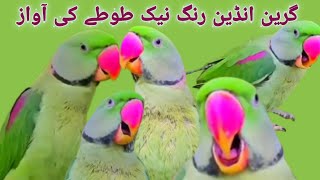 گرین انڈین رنگ نیک طوطے کی آواز | سبز طوطے کی چہچہاتی آواز