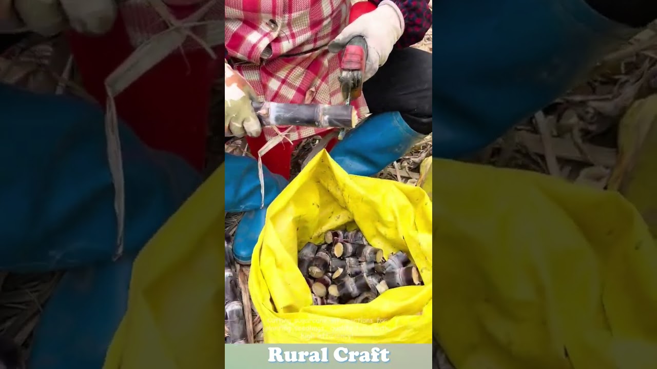 Cutting sugarcane into sections for planting seedlings, quality tools with high efficiency!