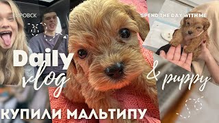 видео: КУПИЛИ МАЛЬТИПУ? картинка: КУПИЛИ МАЛЬТИПУ?