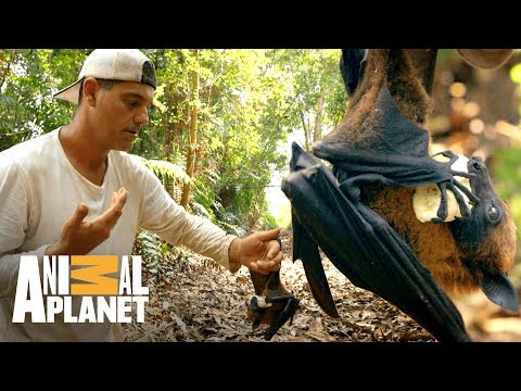 Vídeo: Na Austrália, Uma Grande Pestilência De Raposas Voadoras (morcegos Frugívoros) - Visão Alternativa