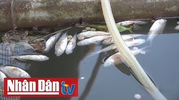 Người dân điêu đứng vì cá nuôi bè chết hàng loạt