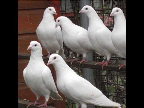 Homing Pigeons - Homing Pigeon Loft용 벨기에 밥 덫을 만든 방법