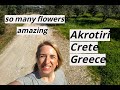 FLOWERS  in winter in Crete ,GREECE 2021