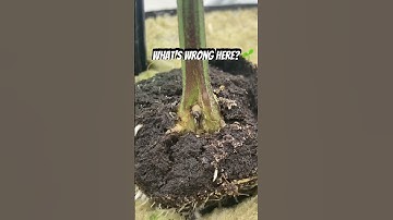 Is it fusarium, stem rot, pythium, root rot?