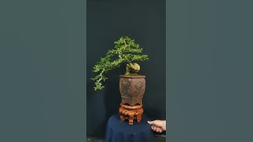 Cần Thăng bonsai phong thủy dáng trực huyền giá tốt...lh 0969722320 gặp Quang nhé.