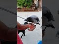 crow ( feed the crow )