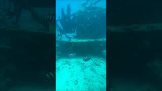 #shorts Затонувшие корабли Красного моря. Путешествие на подводной лодке.