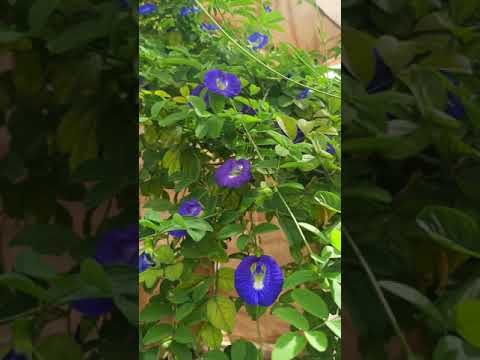 الشاي الأزرق وكثافة التزهير وزراعة البذور