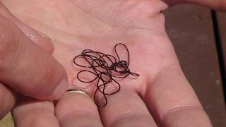 Horsehair Worms  Entomology