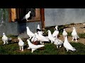 Как правильно Приучать и Тренировать молодых голубей / Бакинские голуби Григория Янгурского  4 ЧАСТЬ