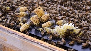 نصائح للنحالين عن ملكات النحل مهم جدا 16_9_2023 سبتمبر رد علي أسئلة النحالين والاعضاء في تربية النحل