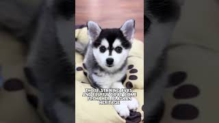 This Mini Husky Will Steal Your Heart 💙 | Joy the Alaskan Klee Kai at Petland Racine