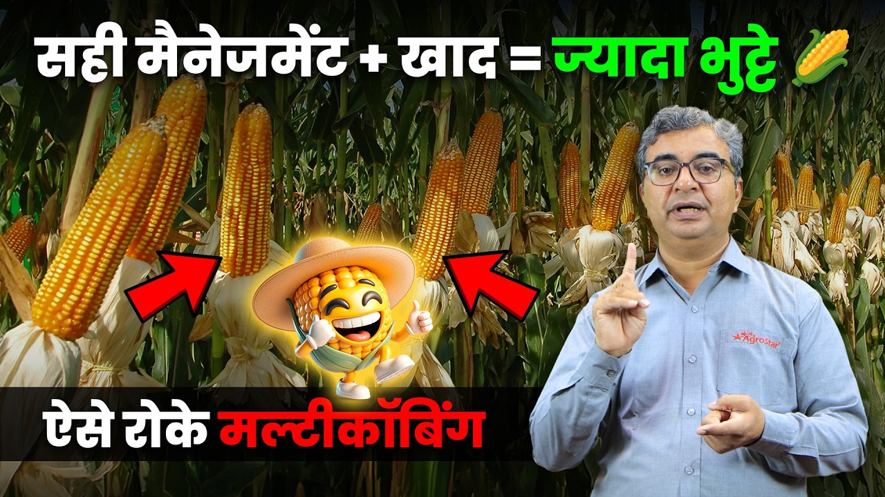🌽 मक्का की खेती में ज्यादा भुट्टे कैसे पाएं?🤩 | Maize Farming Tips | Makka Farming | AgroStar
