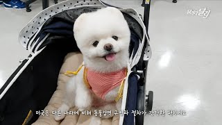 [Eng Sub] Trip to America with my dog, Darly Incheon to LA / Korean air A380 first class