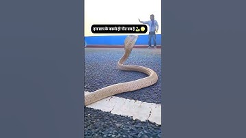 Snake Bite King Cobra Russell Viper 🐍 #shorts #viral #shortvideo