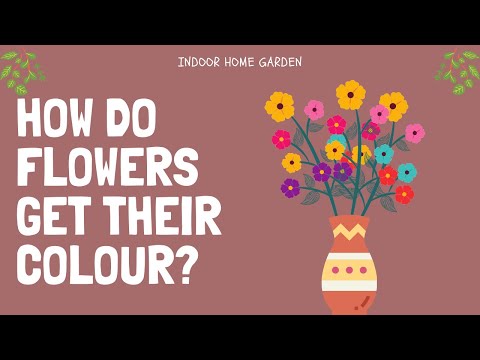 Video: How Do Flowers Get Their Color: The Science Behind Flower Color In Plants