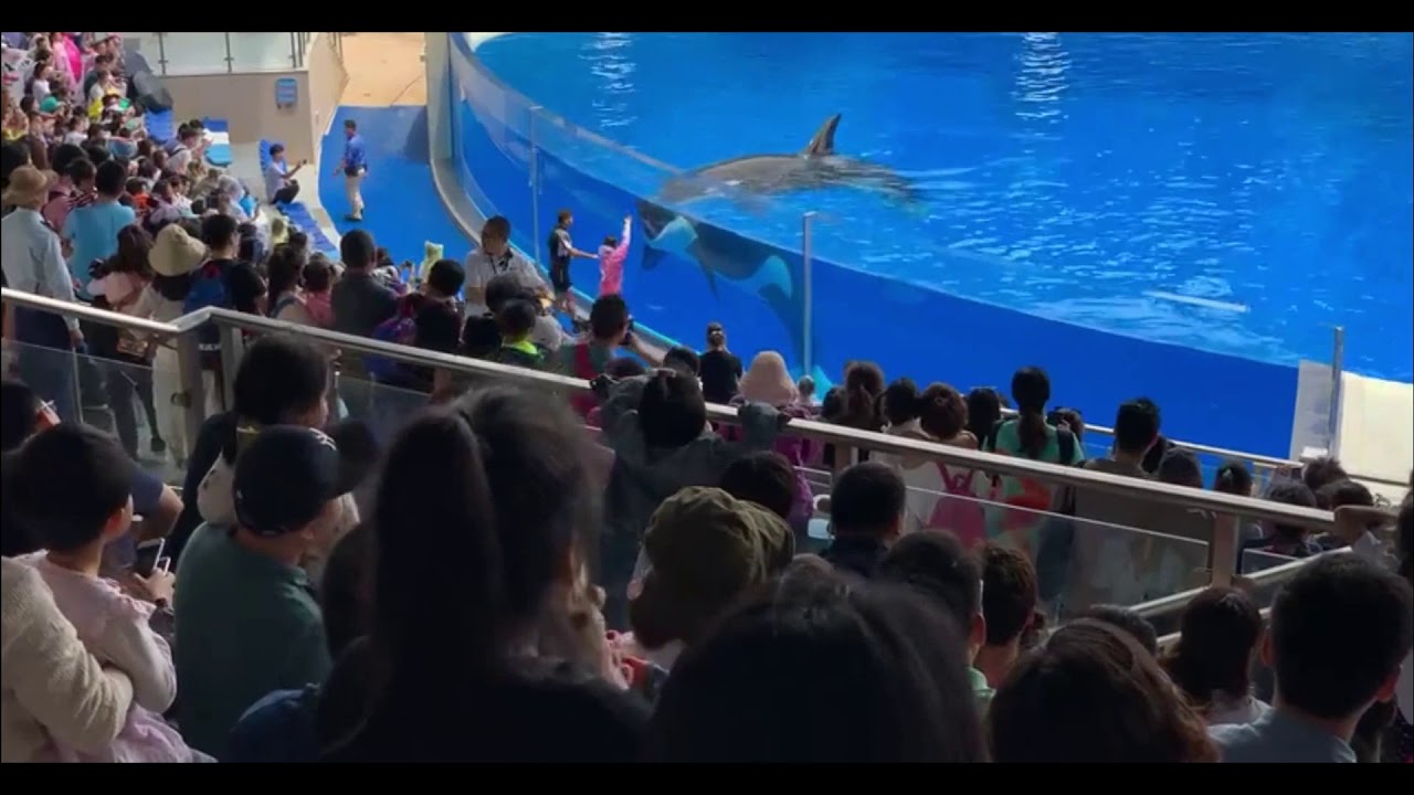 🇨🇳️ Shanghai Haichang Ocean Park- Killer whales full show - 25 May 2019 ...